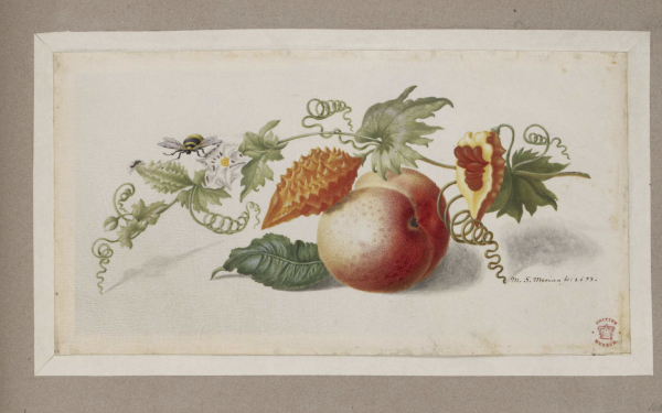 A peach and a prickly orange fruit with vine leaves and tendrils