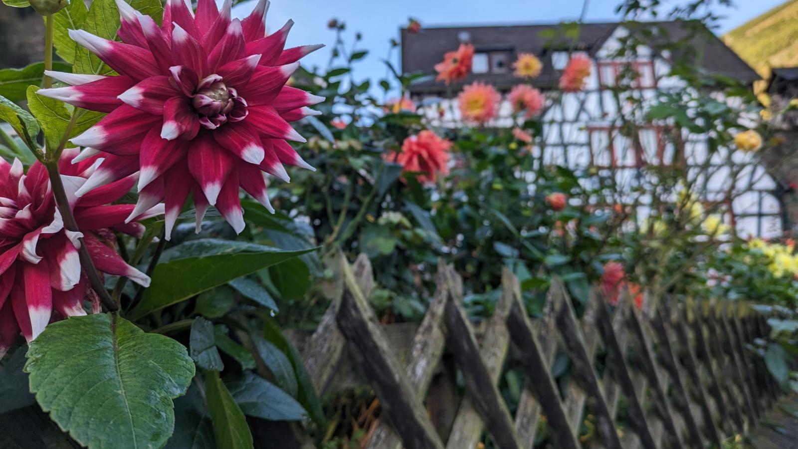 Blumen in Pfalz