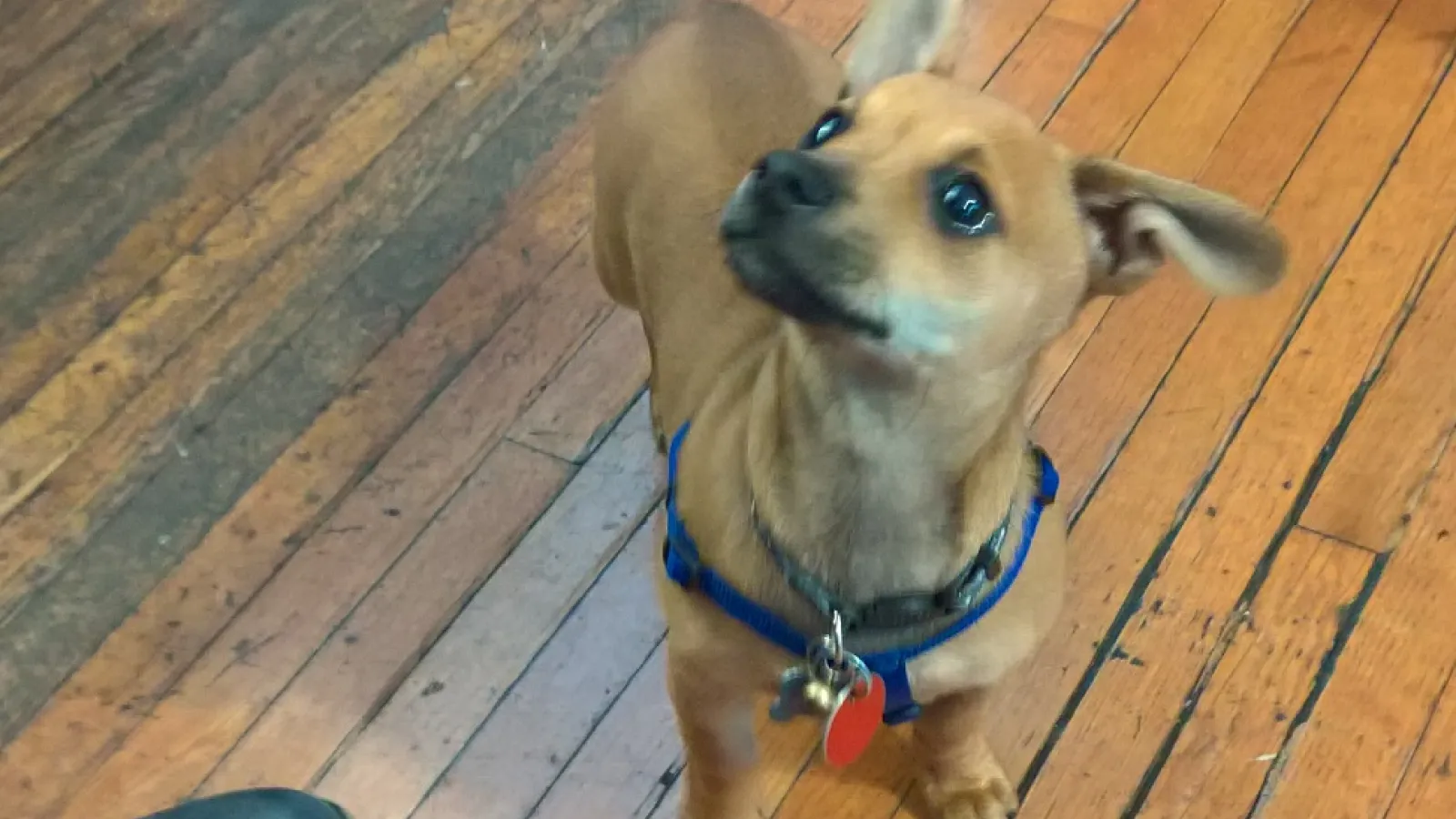 cute Kaffeestunde puppy