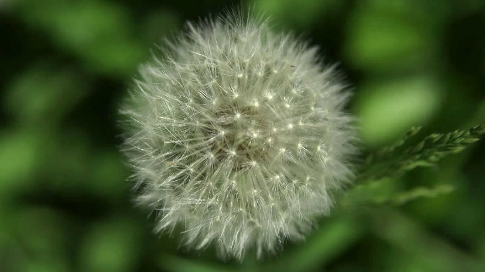 Blume