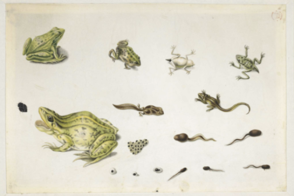 Image of frogs and tadpoles