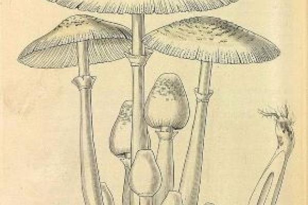Umwelt Center Reading Group