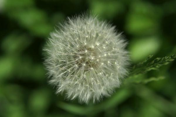 Blume Blume