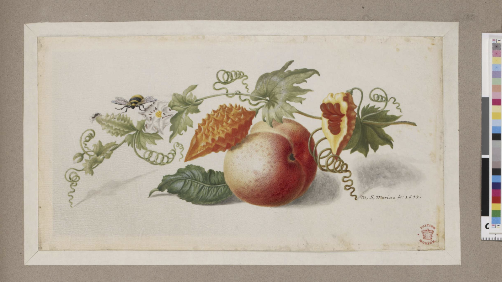 A peach and a prickly orange fruit with vine leaves and tendrils