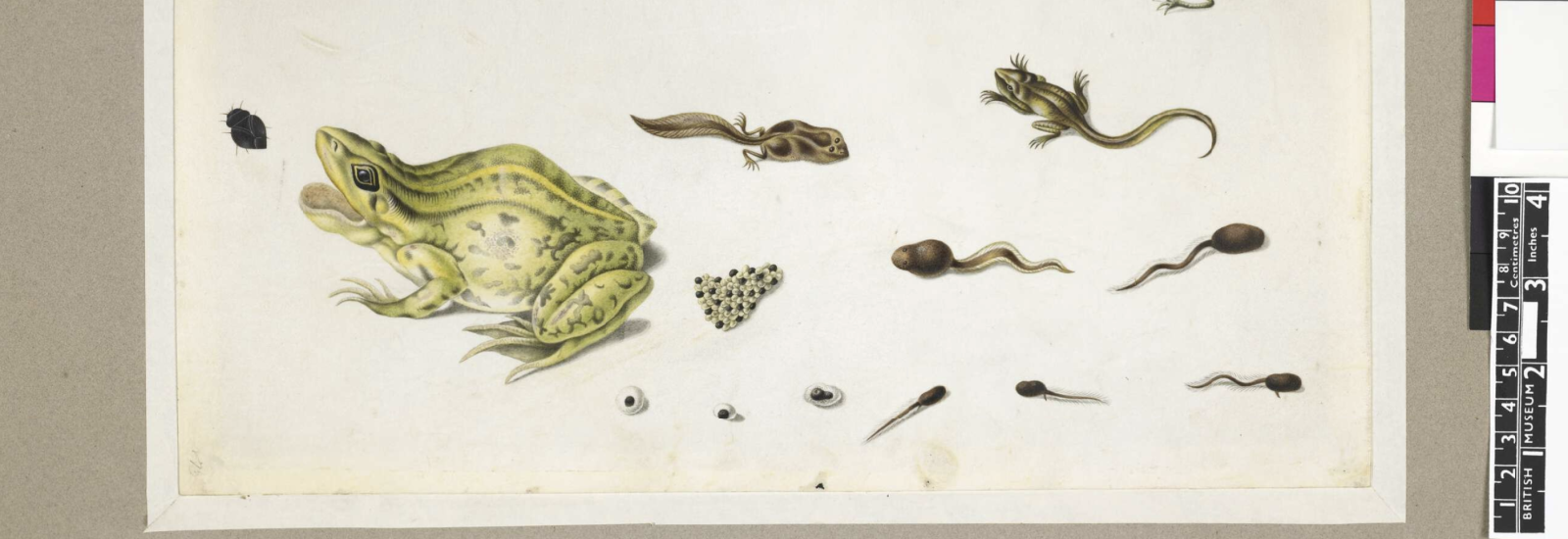 Maria Sibylla Merian Frogs