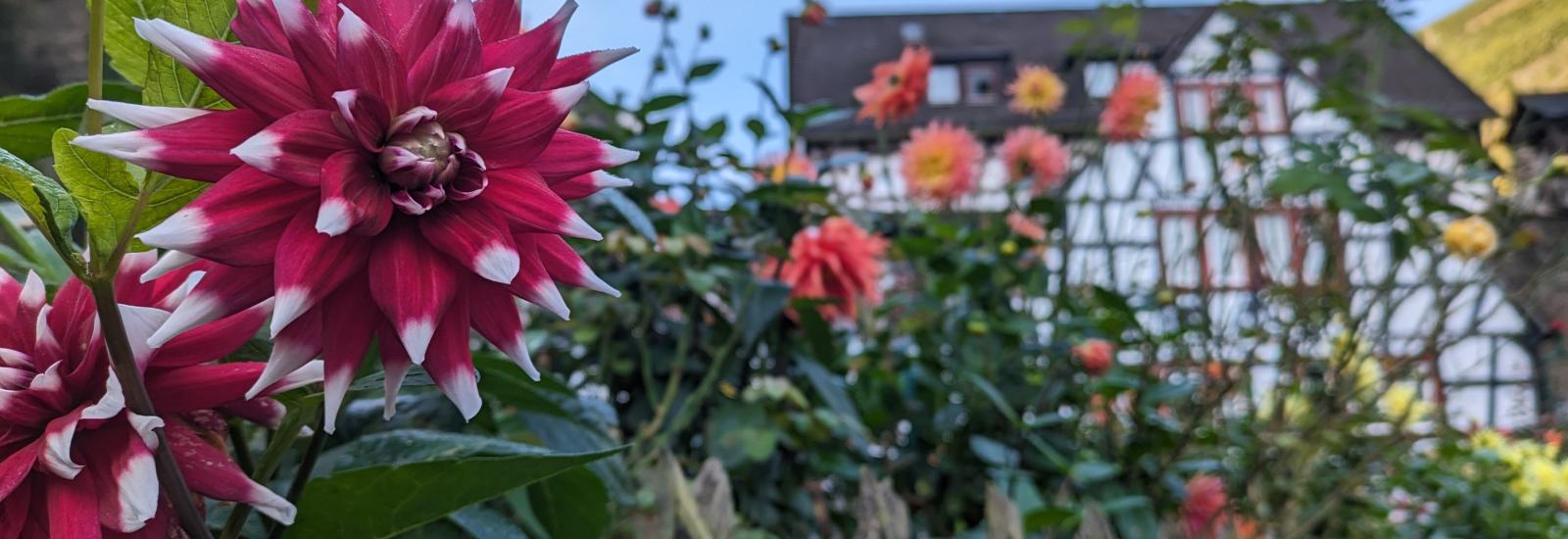 Blumen in Pfalz